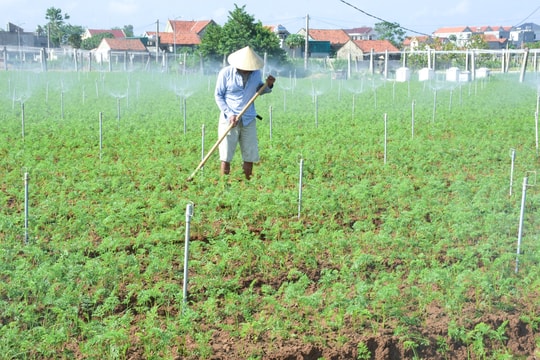 Nông dân Nghệ An bám đồng sản xuất vụ Đông