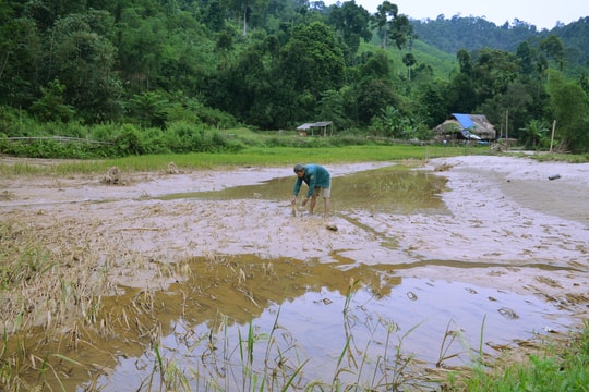 Tâm lũ Quỳ Châu - gian nan khôi phục sản xuất, sinh kế dài lâu