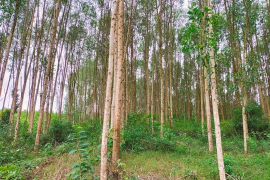 Còn nhiều khó khăn trong cấp chứng chỉ quản lý rừng bền vững