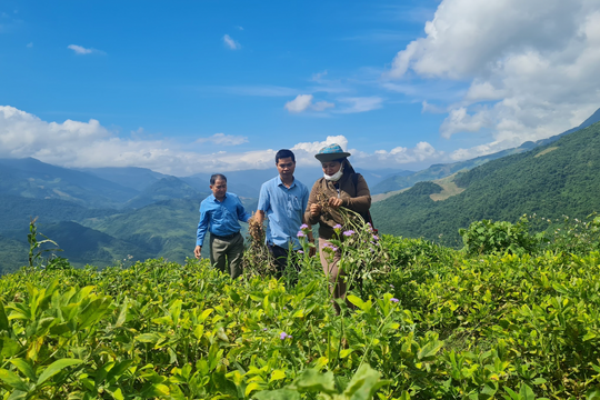 Theo chân nông dân vùng biên Nghệ An lên đỉnh núi thu hoạch lạc 