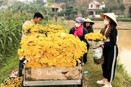 Giá cây giống giảm, nông dân phấn khởi vào vụ hoa Tết