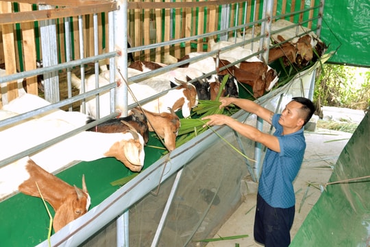 Nuôi dê boer đầu xô, hiệu quả ngay từ lứa đầu