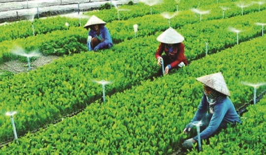 Kiện toàn Ban Chỉ đạo đổi mới, phát triển kinh tế tập thể, hợp tác xã