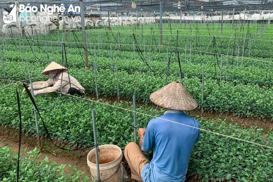 Giá cây giống giảm, nông dân tích cực vào vụ hoa Tết