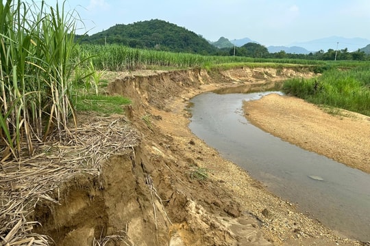 Nguy cơ mất nhà, đất canh tác ở huyện Quỳ Hợp do sạt lở bờ sông 