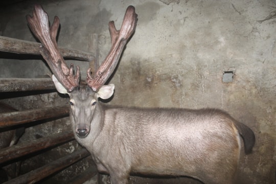 Cận cảnh cặp nhung nai 'khủng' tại Quỳnh Lưu