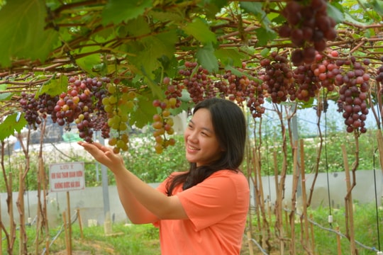 Những vườn nho trĩu quả tuyệt đẹp ở Yên Thành