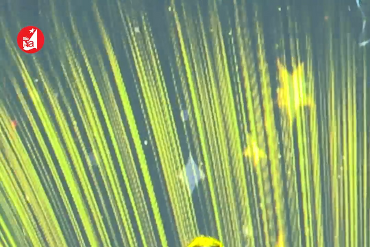 Phương Mỹ Chi tràn đầy sức trẻ khi hát 'Những ngôi sao xa xôi' tại địa chỉ đỏ Truông Bồn 