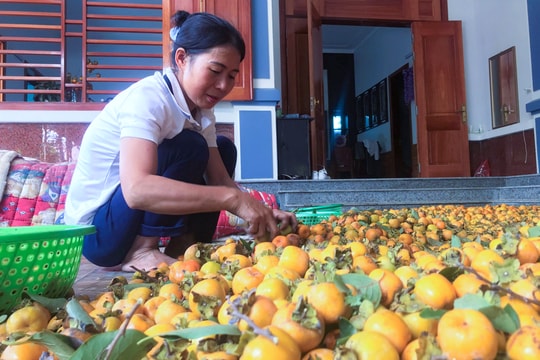 Giá bán neo cao, người dân 'vựa' hồng Nghệ An vẫn tiếc nuối