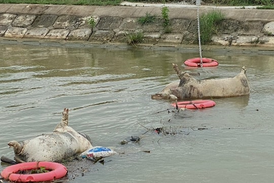 Xác gia súc nổi lềnh bềnh trên kênh đào ở Yên Thành giữa tâm dịch tả lợn châu Phi 