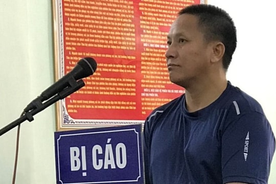 Chặt hạ 5 cây gỗ pơ mu, người đàn ông ở Kỳ Sơn lĩnh án tù