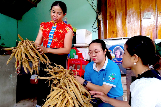 Gỡ vướng, khai phá tiềm năng kinh tế từ dược liệu vùng Tây Nam Nghệ An