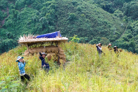 Vùng cao xứ Nghệ vào mùa thu hoạch lúa rẫy