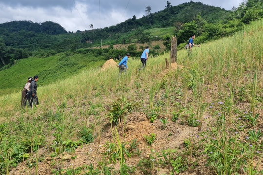 Nông dân vùng biên Nậm Cắn mất mùa lúa rẫy