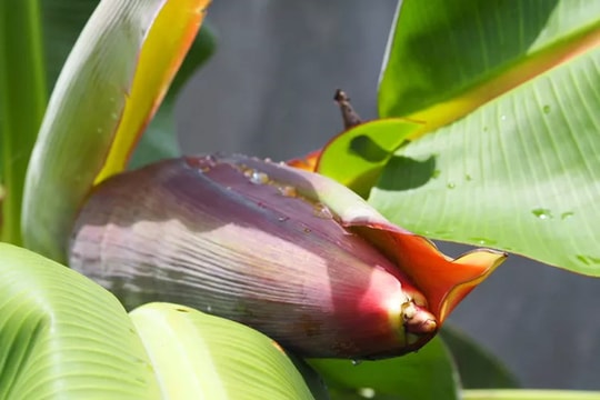 Loại hoa dân dã ăn ngon, nhiều công dụng