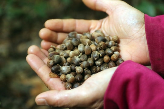 Người dân vùng biên xứ Nghệ rủ nhau vào rừng nhặt 'lộc trời'