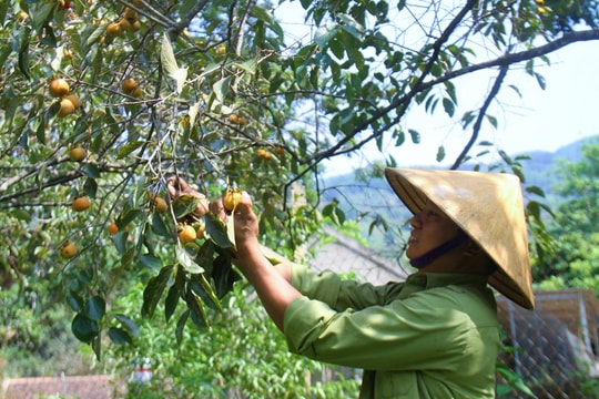 Phát triển kinh tế vườn hộ từ cây trồng bản địa tại Nghệ An