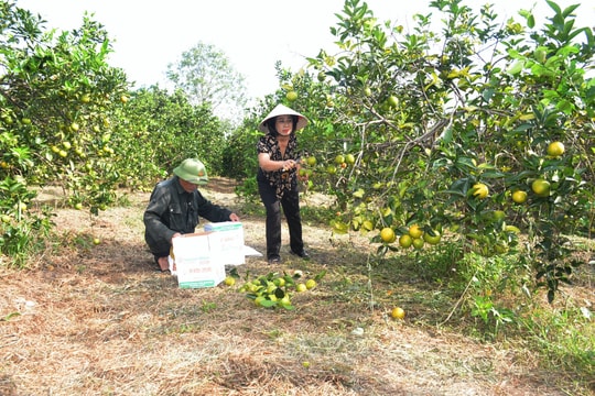 Giấy chứng nhận quyền sử dụng chỉ dẫn địa lý cam Vinh hết hạn nhưng nhiều tổ chức, cá nhân không xin cấp lại