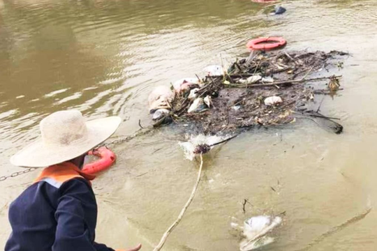 Lực lượng chức năng vào cuộc vụ vứt nhiều xác lợn chết trên kênh đào ở Yên Thành 