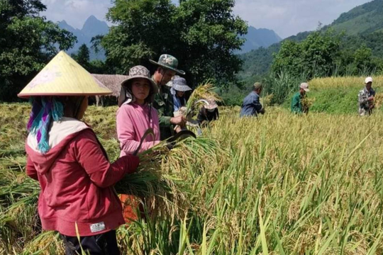 Huyện Kỳ Sơn đầu tư thâm canh giống lúa mới chất lượng cao