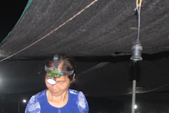 Nông dân chong đèn xuống giống vụ hoa Tết