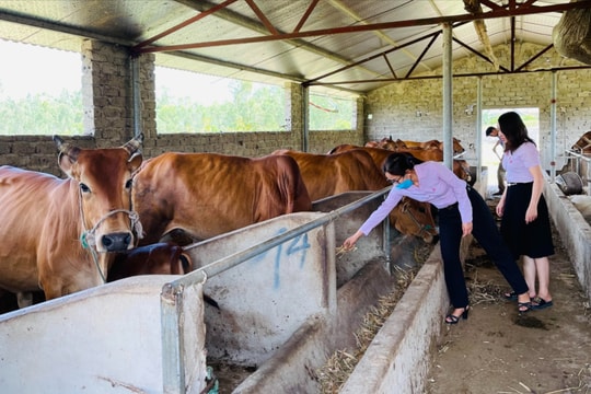 Hỗ trợ sinh kế cho người nghèo vùng bãi ngang ven biển: Tìm cách cho 'cần câu'