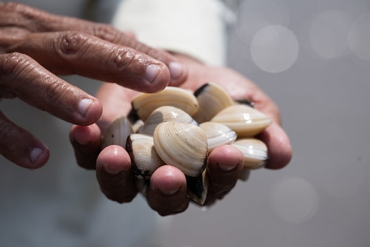 Nông dân Nghệ An nuôi ngao rải vụ, thu hoạch quanh năm không lo ép giá