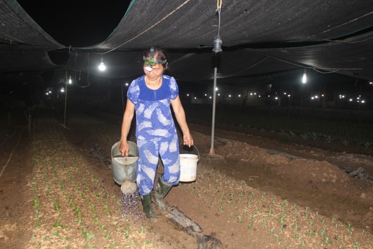 Nông dân Quỳnh Lưu chong đèn xuống giống vụ hoa Tết