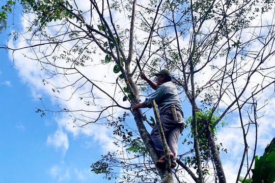 Mai một nghề nuôi cánh kiến đỏ ở Kỳ Sơn 