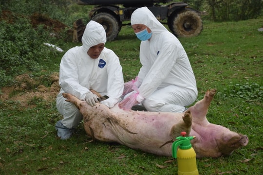 Nghệ An không để bệnh dịch tả lợn châu Phi lây lan kéo dài