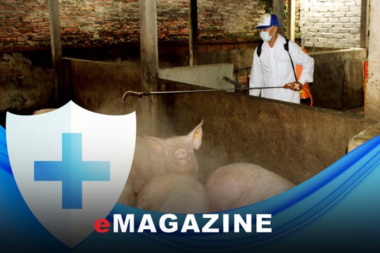 Chủ động giải pháp phòng, chống dịch tả lợn châu Phi