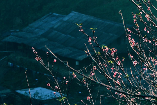 Ngắm biển mây và đào cổ thụ đẹp như tranh ở đỉnh núi vùng biên Nghệ An