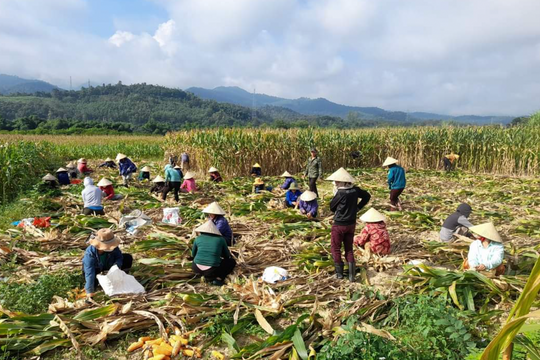 Người dân biên giới hân hoan được mùa ngô