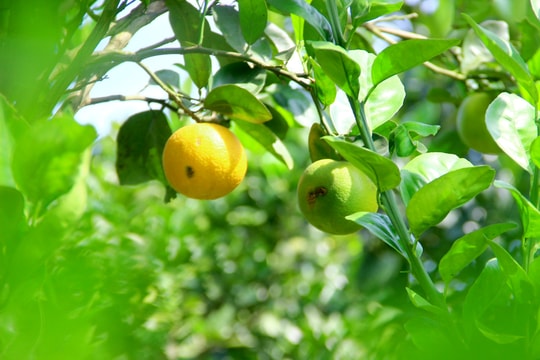 Vựa cam 'tiến vua' ở Nghệ An đối mặt với khó khăn kép trong vụ Tết