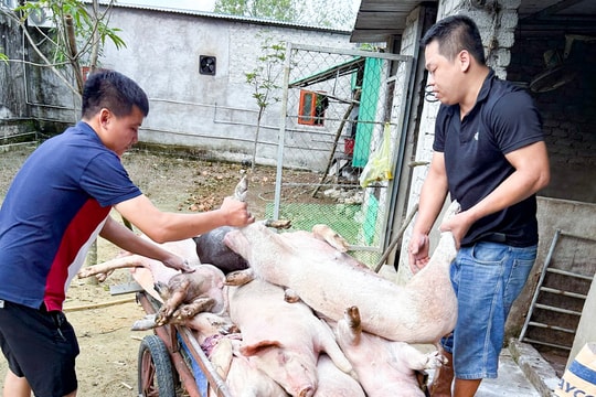 5 địa phương ở thành phố Vinh xuất hiện ổ dịch tả lợn châu Phi