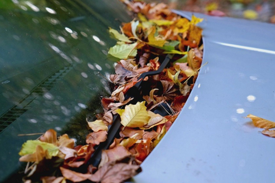 Những tác hại không ngờ của lá cây rụng đối với ô tô