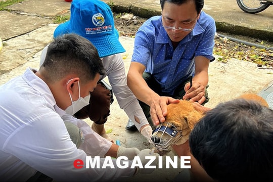 Bệnh dại và giải pháp phòng chống 