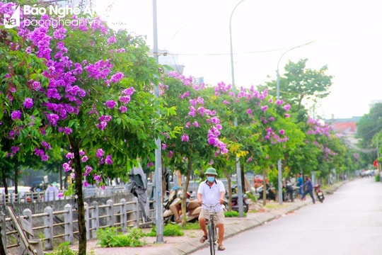 Thành phố Vinh sẽ có phố cây bằng lăng ở đường Lê Hồng Phong