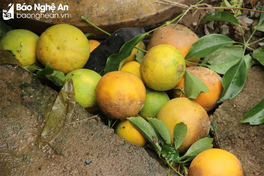 Giống cam quý ở Nghệ An chống chọi với côn trùng và mưa ngập úng