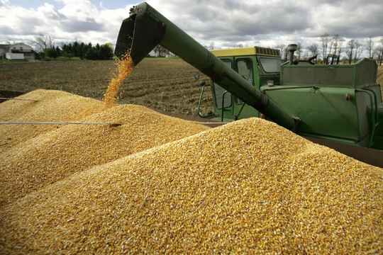 Hai loại hạt rất quen thuộc, Việt Nam chi 3,38 tỷ USD nhập khẩu