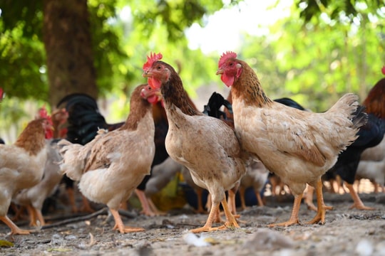 Nông dân Nghệ An bám sát nhu cầu thị trường để tăng đàn phù hợp