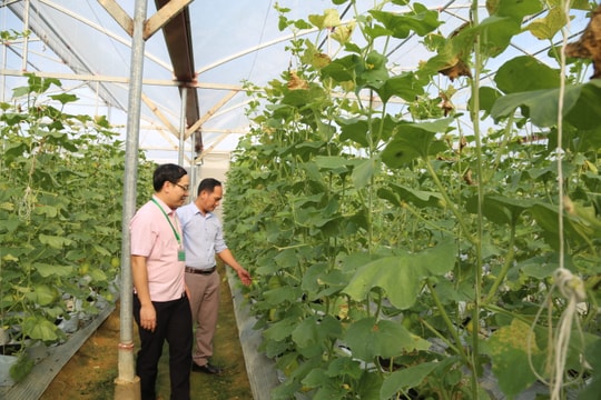 Đẩy nhanh giải ngân nguồn vốn Quỹ Hỗ trợ phát triển hợp tác xã