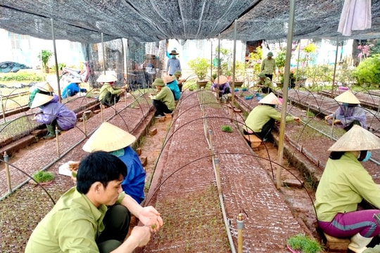 Người trồng rừng tại Nghệ An thay đổi tư duy, xem đầu tư thâm canh là giải pháp tối ưu