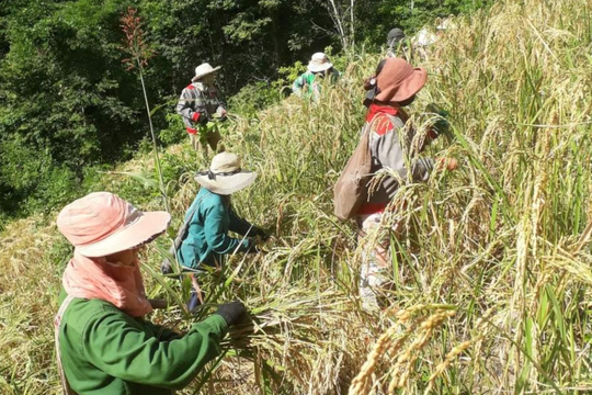 Huyện biên giới Nghệ An nỗ lực khắc phục tình trạng bấp bênh của vụ lúa hè thu 