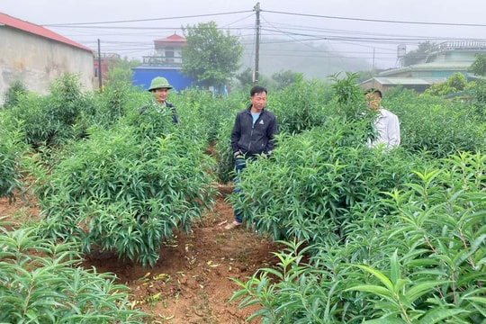 Các làng đào ở Nghệ An tất bật chăm sóc cây, phục vụ Tết