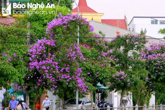 Thiết kế phố cây bằng lăng và phố cây nhổi ở thành phố Vinh