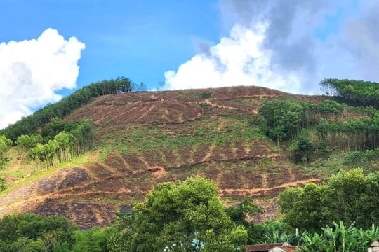 Bắt đối tượng thu tiền bảo kê mua cây keo