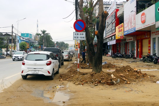 Lộ trình thay thế cây xanh gắn với cải tạo các tuyến phố ở thành Vinh 