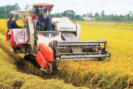 Tỷ giá Yen Nhật đột biến lao dốc; Thu hoạch rộ, giá lúa thu đông tăng 200 đồng/kg