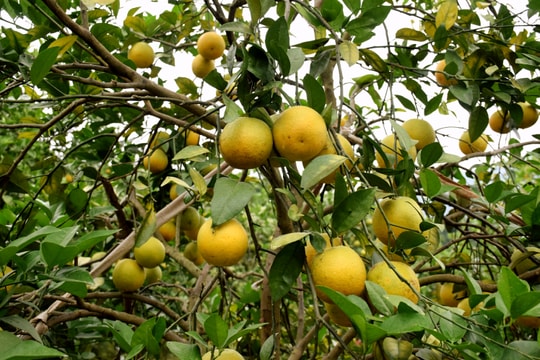 Đặc sản cam Vinh vào chính vụ thu hoạch